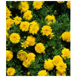 Marigold Tank Top