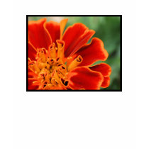 Marigold t-shirts