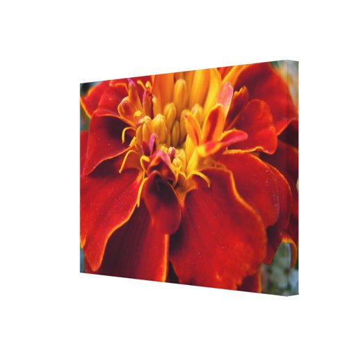 Marigold Up Close Stretched Canvas Prints