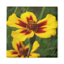 Marigolds Magnet magnets