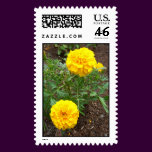 Marigolds