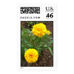 Marigolds