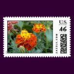 Marigolds