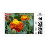 Marigolds
