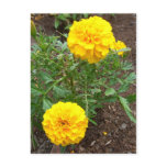 Marigolds