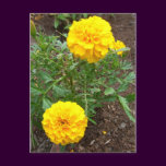 Marigolds