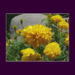 Marigolds
