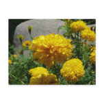 Marigolds