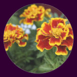 Marigolds