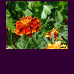Marigolds