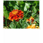 Marigolds