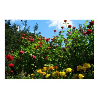 Marigolds, Zinnias and Blue Sky print