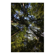 Marin County, California forest posters