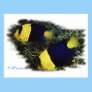 Marine Aquarium Fish by FishTs.com Postcards