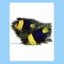 Marine Aquarium Fish by FishTs.com Postcards
