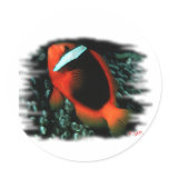 Marine Aquarium Fish by FishTs.com