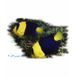 Marine Aquarium Fish by FishTs.com