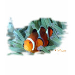 Marine Aquarium Fish by FishTs.com