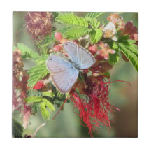 Marine Blue Butterfly Tile