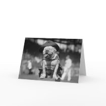 Marine Corps Mascot, 1920s Greeting Card