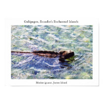 Marine iguana feeding in a shallow pool posters by torrequemada Marine iguana feeding in a shallow pool posters