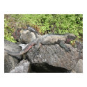 Marine Iguana posters