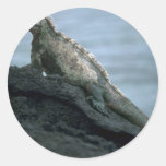 Marine Iguana Round Sticker