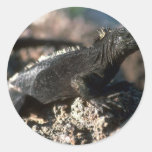 Marine Iguana Stickers