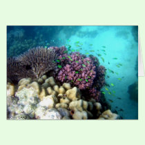 Marine Life 2 cards