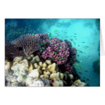 Marine Life 2 cards by CrisIsaac Marine Life 2 cards
