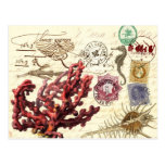 Marine Life Collage with Postmarks and Stamps Postcards