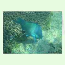 Marine life from Mascali cards