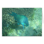 Marine life from Mascali cards