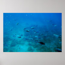 Marine life poster