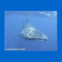 MarineBio Postcard