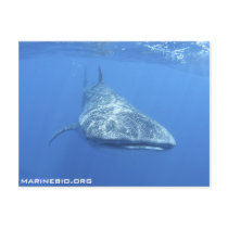 MarineBio Postcard