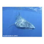 MarineBio Postcard
