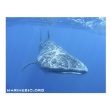 MarineBio Postcard