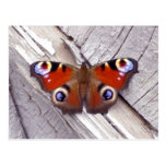 mariposa brillante postales