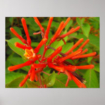 Mariposa Bush Poster