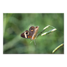 Mariposa común del castaño de Indias Cojinete