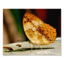 Mariposa con base del cepillo rústico fotografías  