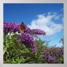Mariposa en Budlea. Impresiones