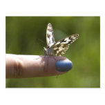 mariposa en el dedo tarjetas postales