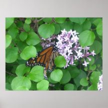 Mariposa en lilas impresiones