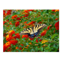 Mariposa en un campo de flores tarjeta postal