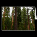 Mariposa Grove Card