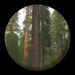 Mariposa Grove Magnet