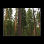 Mariposa Grove Postcard