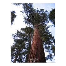 Mariposa Grove posters by piftisha1 Mariposa Grove posters